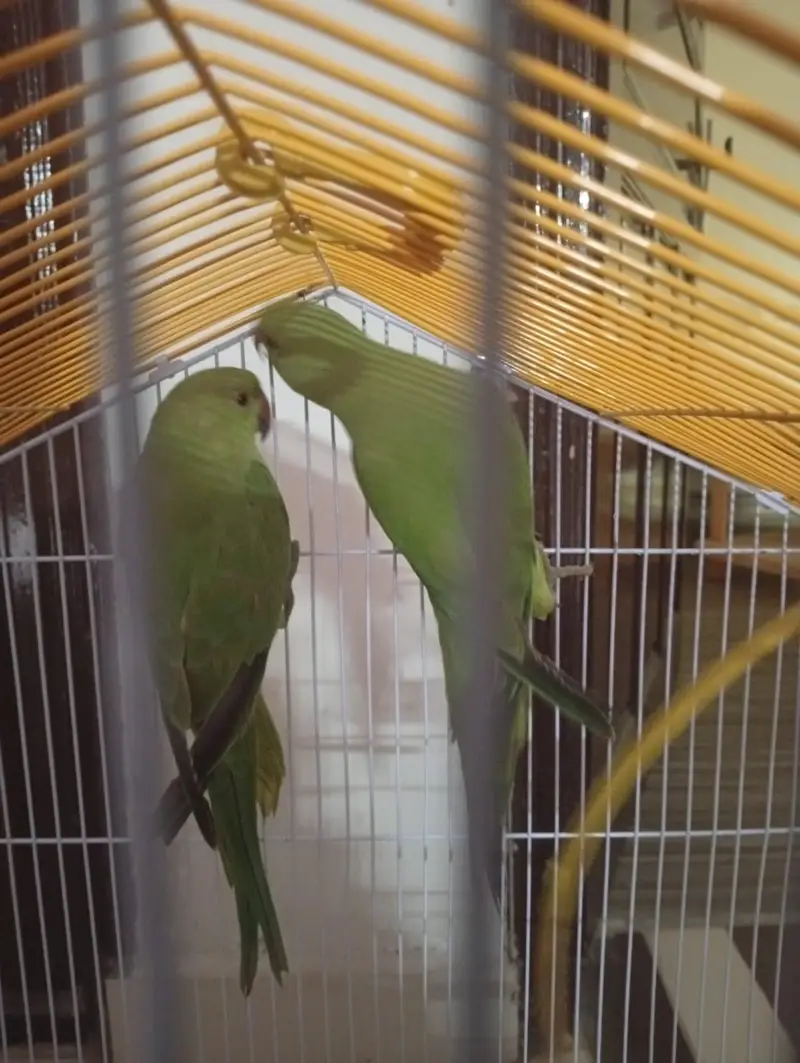parrot for sell 4 mounth — photo 3
