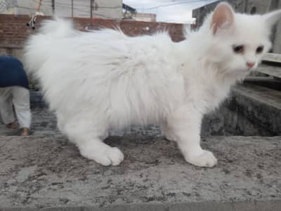 beautiful white Persian male cat