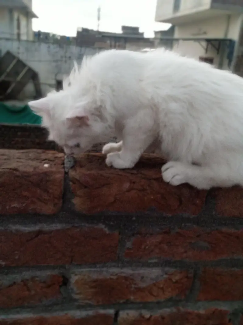 beautiful white Persian male cat — photo 2