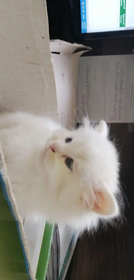 beautiful white Persian male cat — photo 3