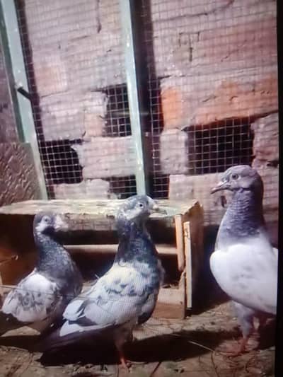 bachy for sell   100% parvazi warsp 03004422673