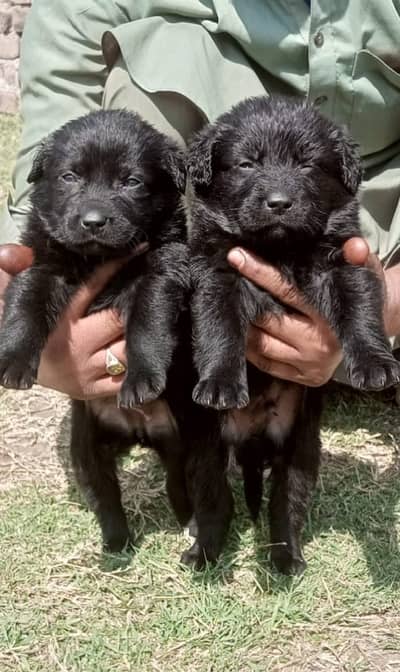 black German Shepherd pair | long coat | German Shepherd puppies