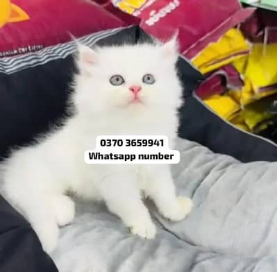 ( Persian Female Kitten ) For sale Contact WhatsApp