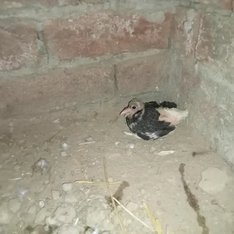 sheraze — photo 2