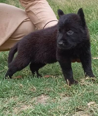 German Shepherd female puppy for sale