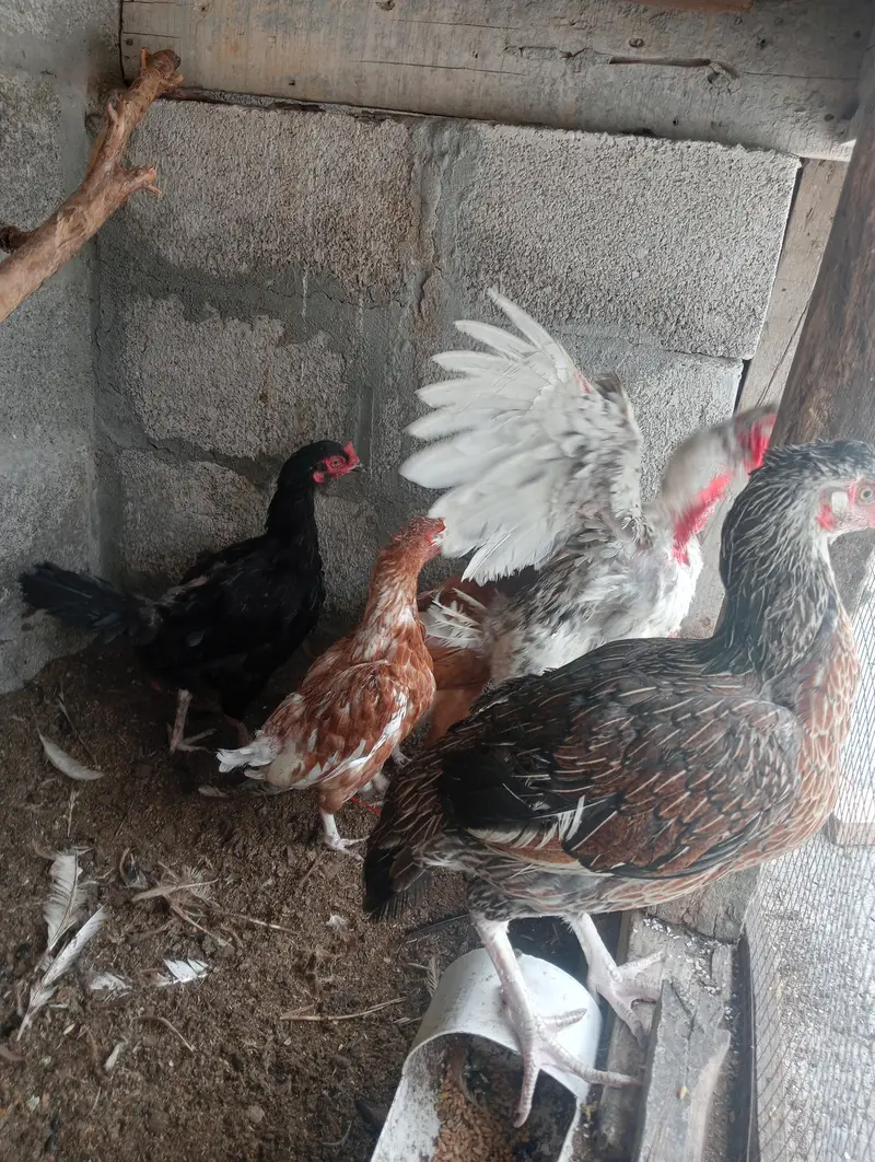 میانوالی اصیل — photo 2