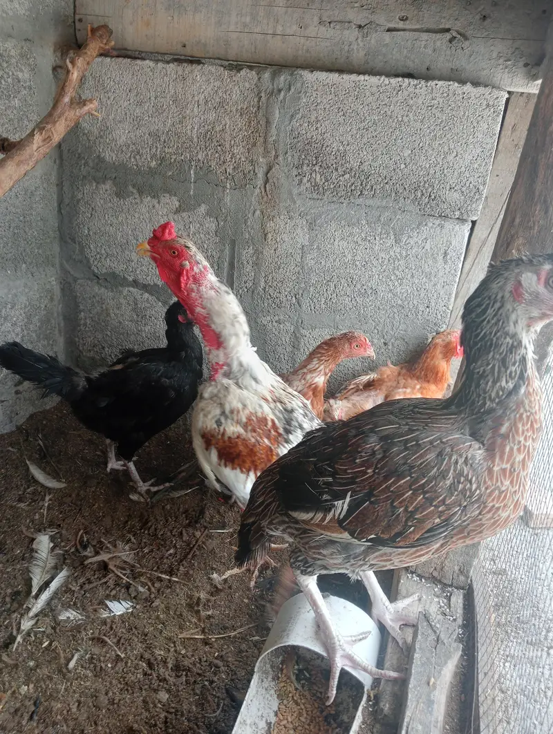 میانوالی اصیل — photo 3