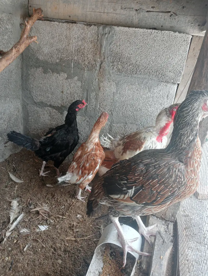 میانوالی اصیل — photo 5