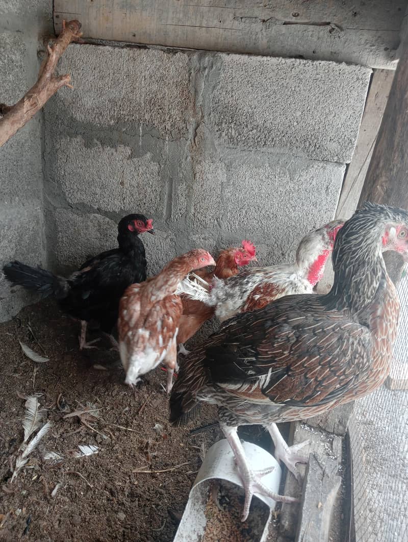 میانوالی اصیل 5