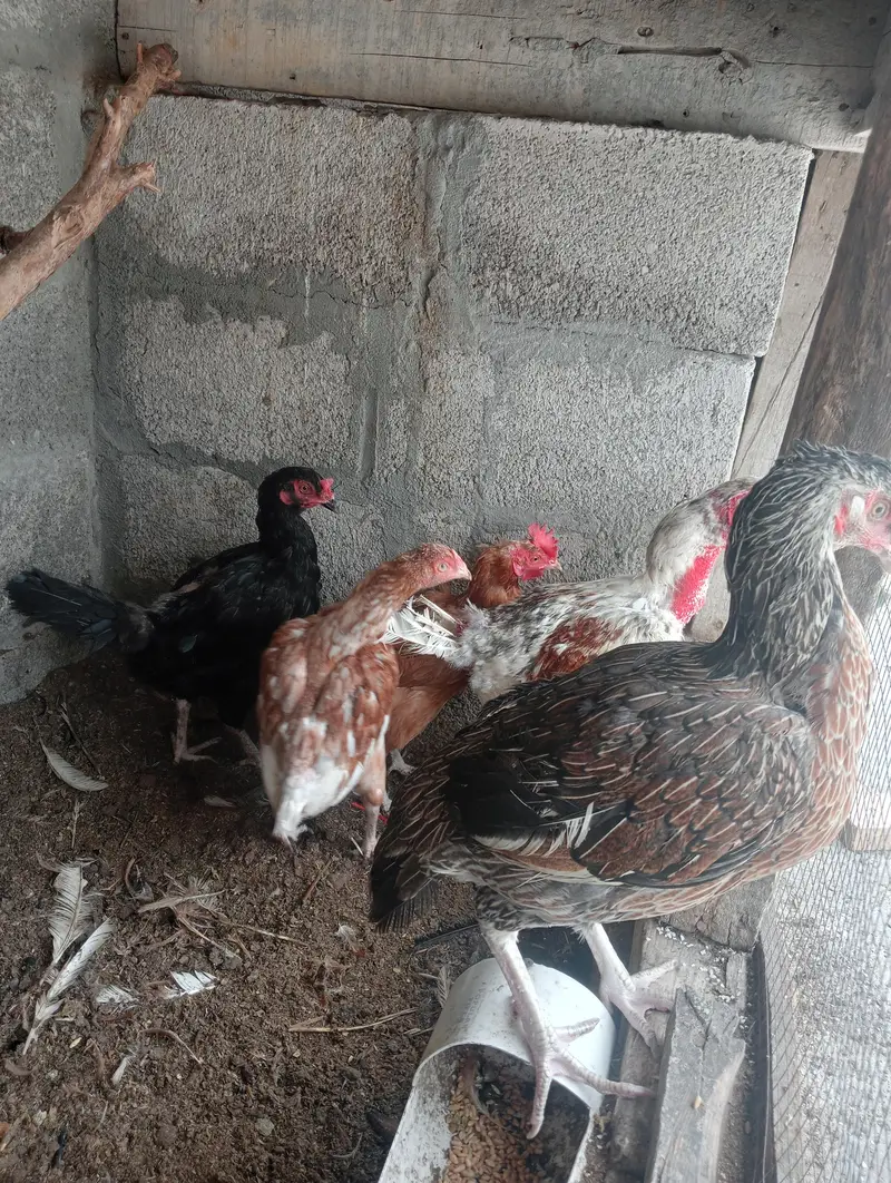میانوالی اصیل — photo 6