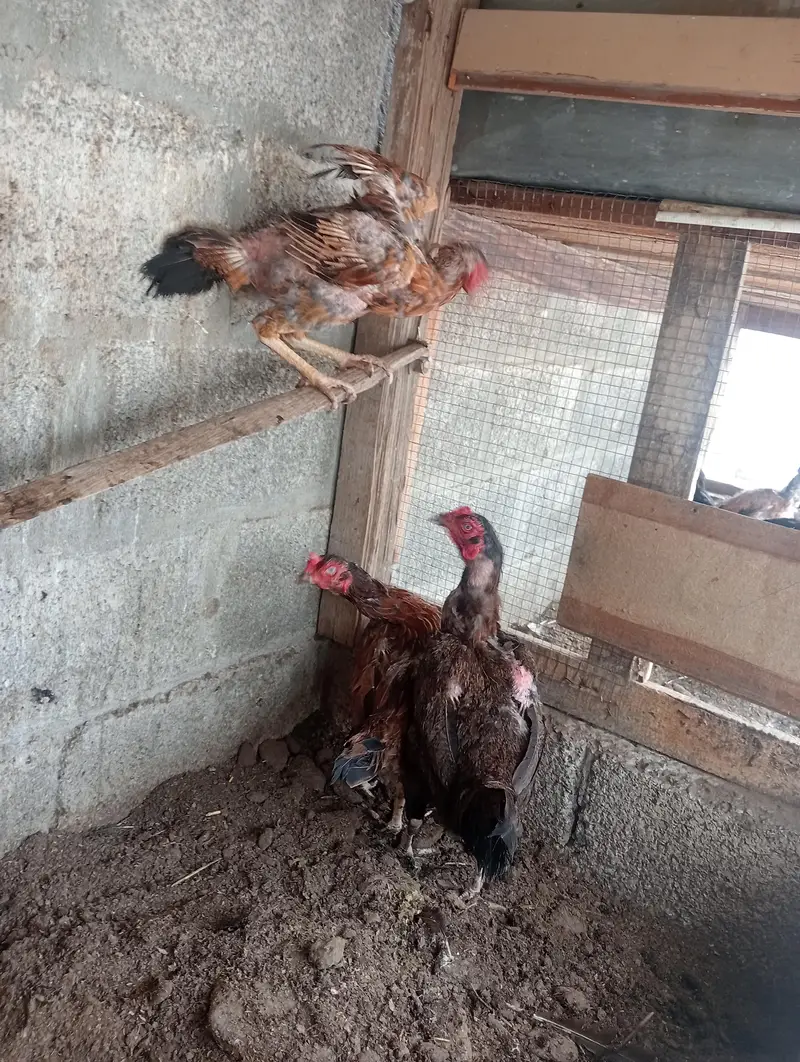 میانوالی اصیل — photo 7