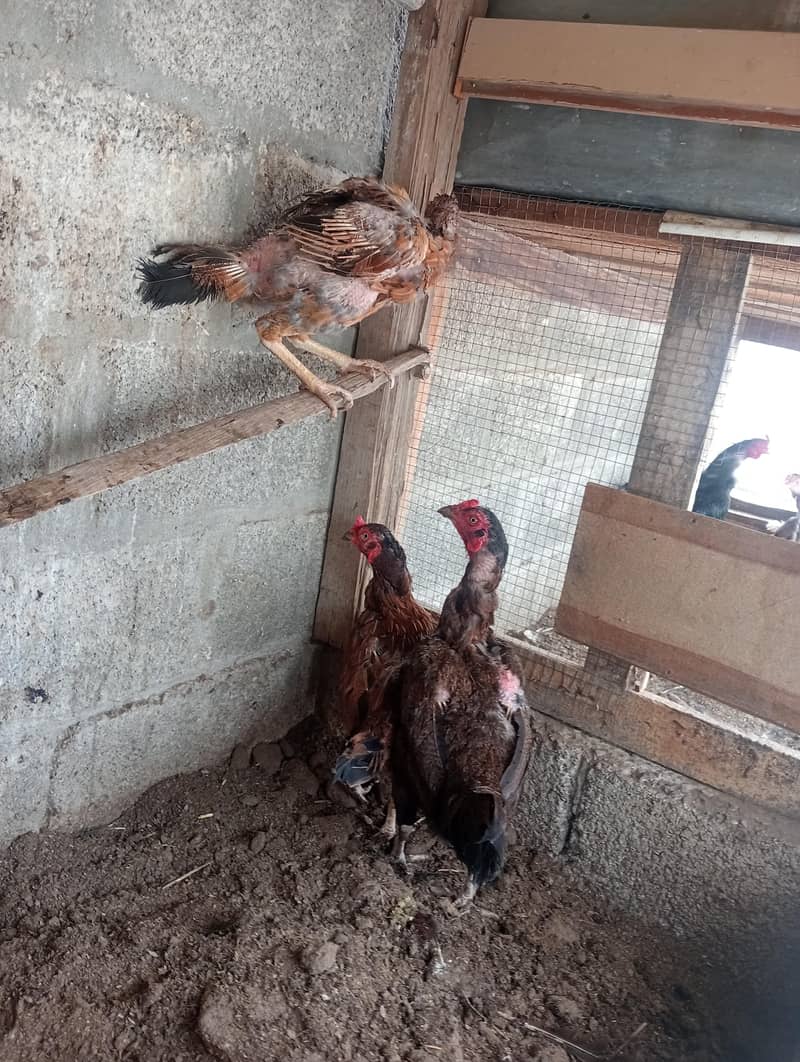 میانوالی اصیل 7