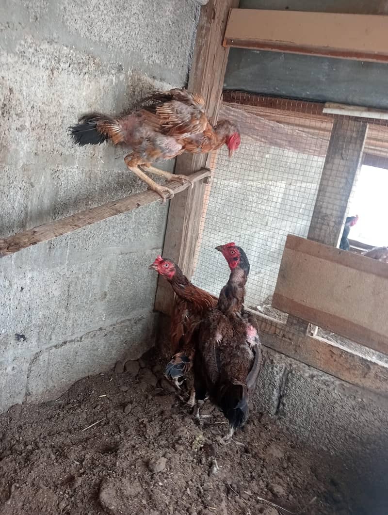 میانوالی اصیل 8