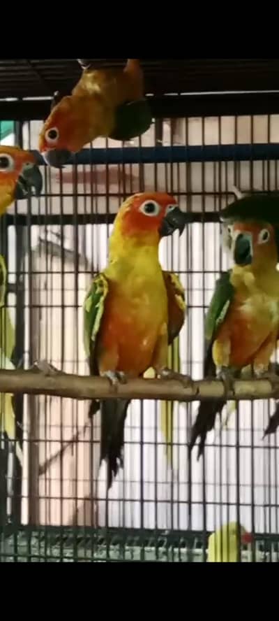 suncnor pair and extra females