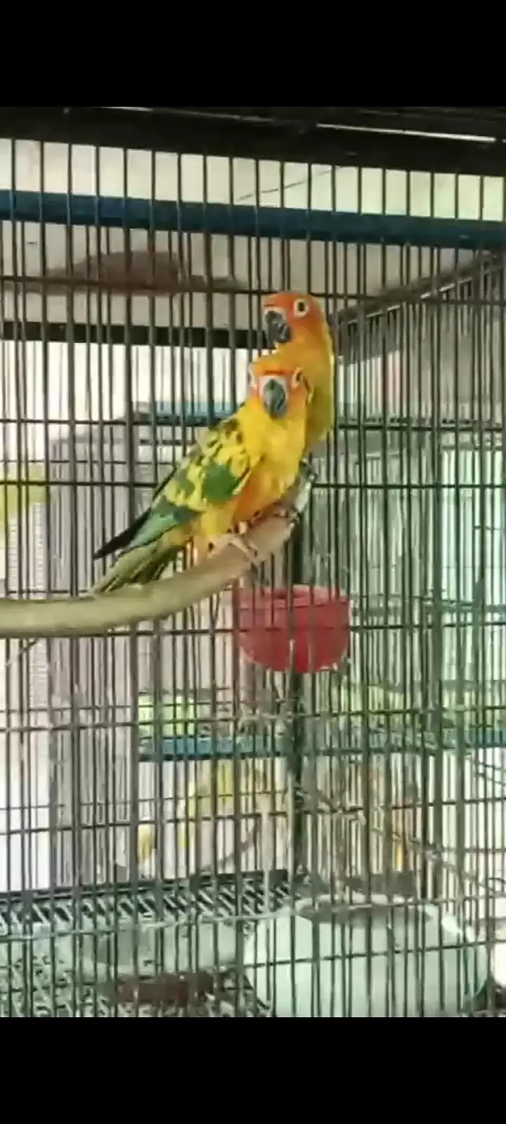 suncnor pair and extra females — photo 4