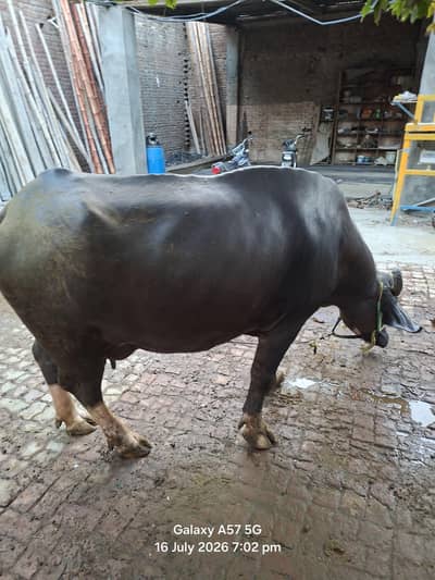 2 bufflo aur aik Australian friesian cow for sale