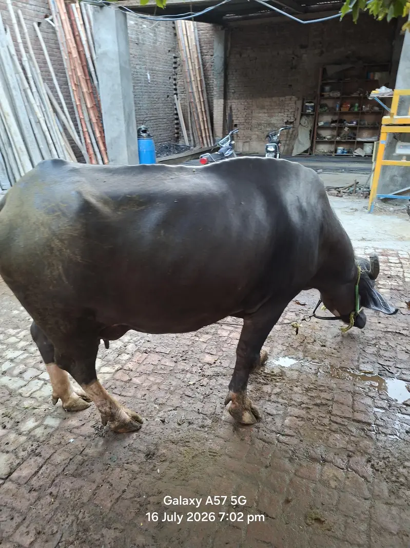 2 bufflo aur aik Australian friesian cow for sale