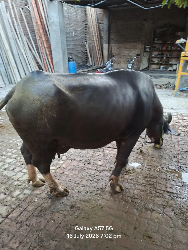 2 bufflo aur aik Australian friesian cow for sale — photo 2