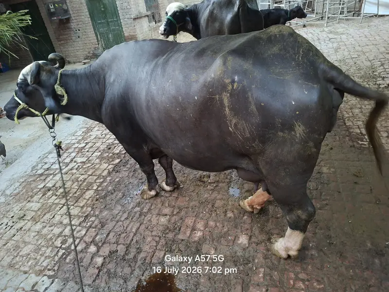 2 bufflo aur aik Australian friesian cow for sale — photo 3