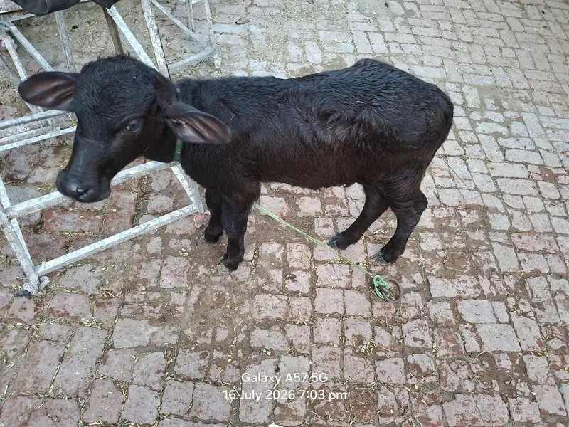 2 bufflo aur aik Australian friesian cow for sale — photo 4