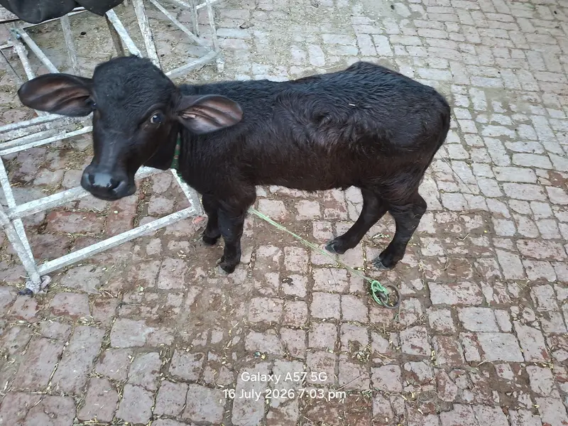2 bufflo aur aik Australian friesian cow for sale — photo 5