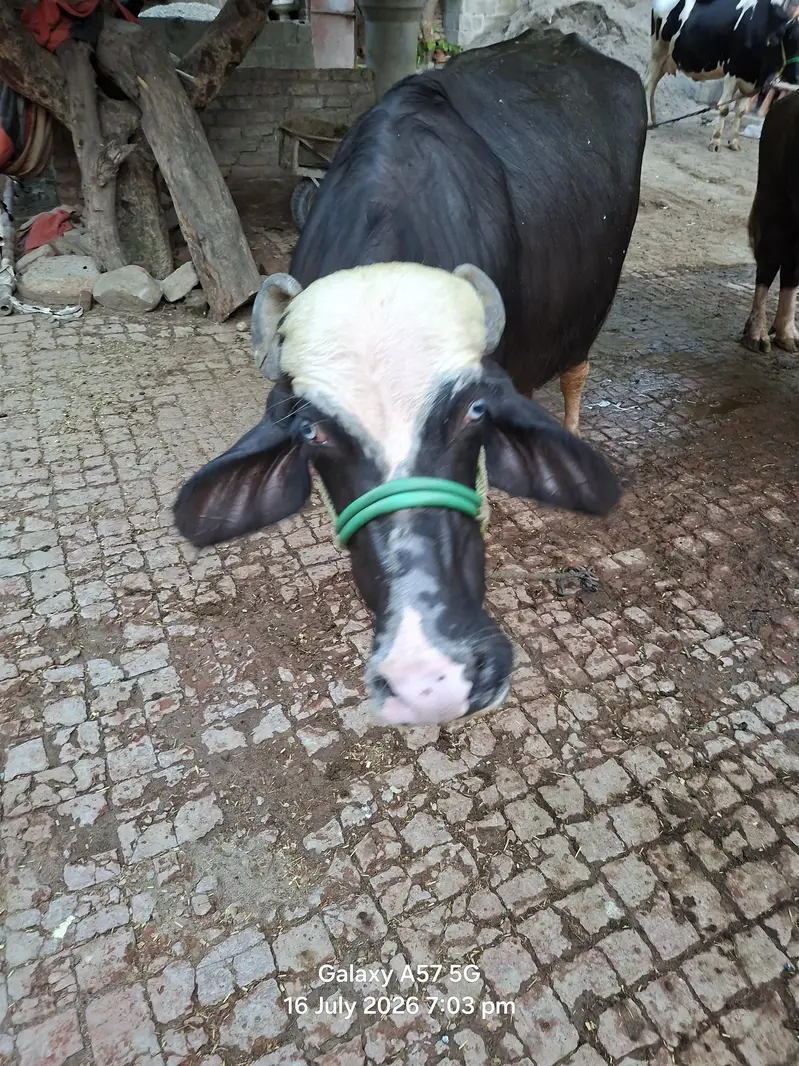 2 bufflo aur aik Australian friesian cow for sale — photo 6