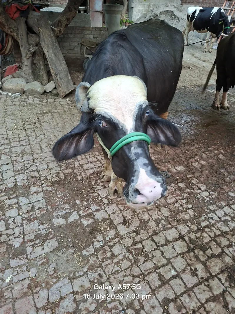 2 bufflo aur aik Australian friesian cow for sale — photo 7