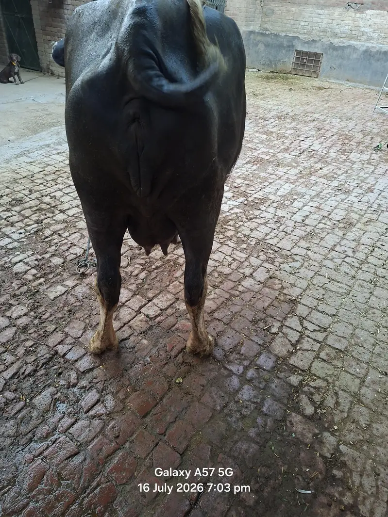 2 bufflo aur aik Australian friesian cow for sale — photo 9