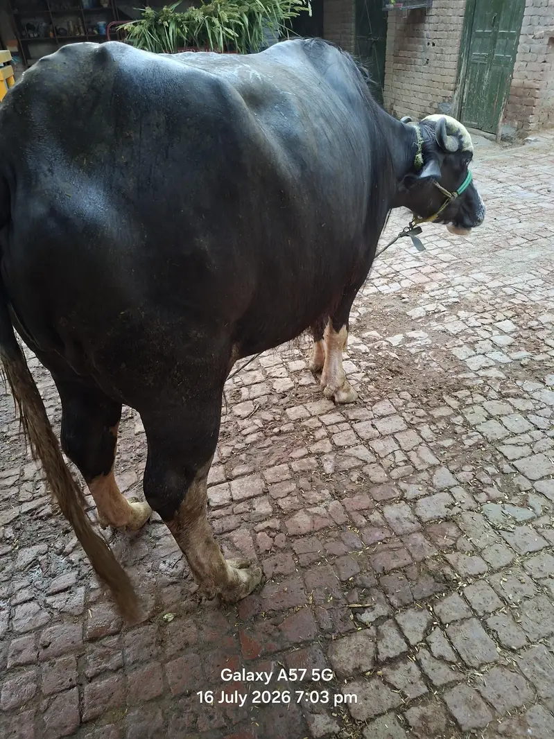 2 bufflo aur aik Australian friesian cow for sale — photo 10