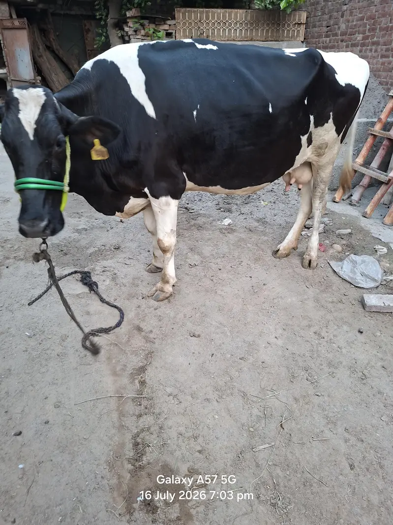 2 bufflo aur aik Australian friesian cow for sale — photo 11