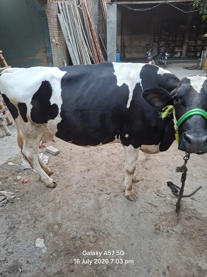 2 bufflo aur aik Australian friesian cow for sale — photo 12