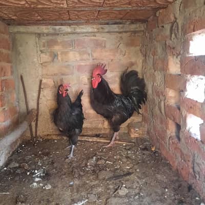 Australorp Breeding pair