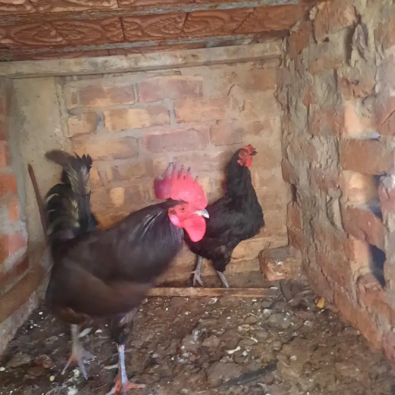 Australorp Breeding pair — photo 3