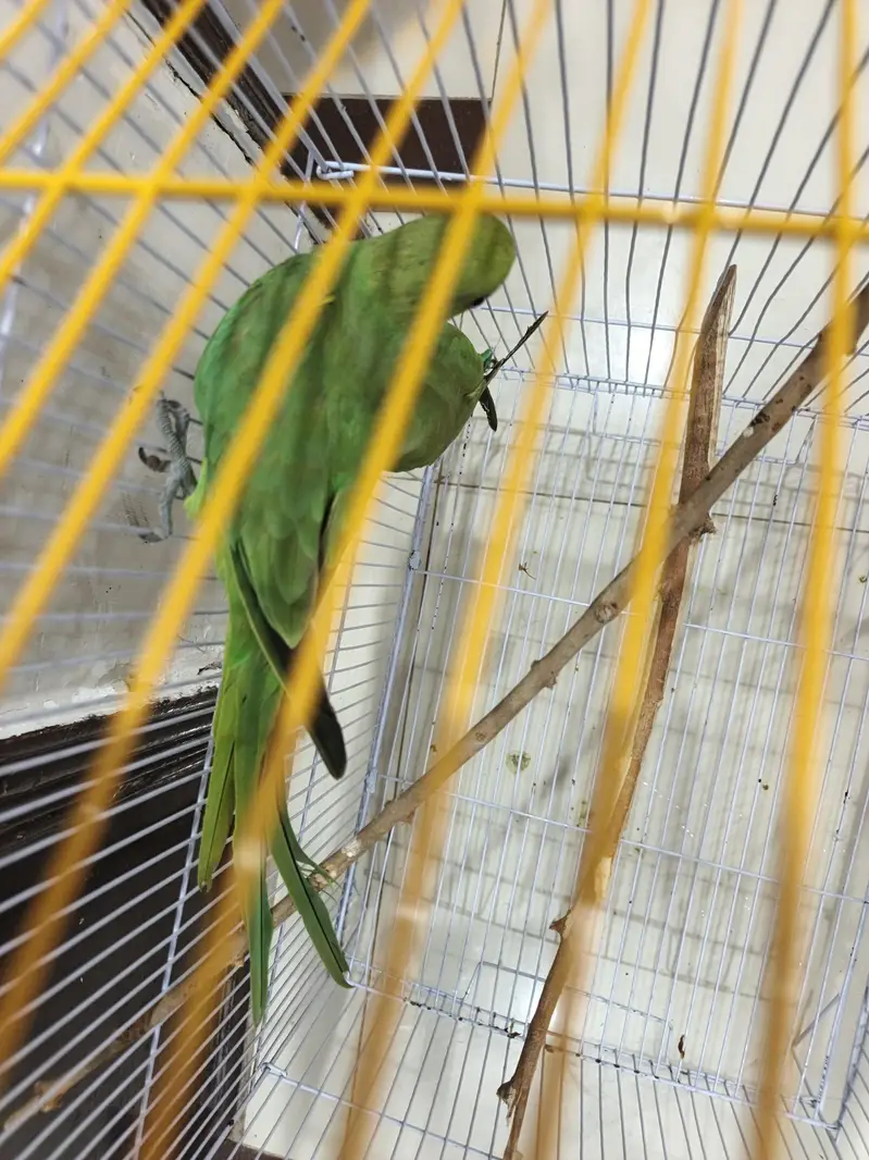 Green parrots pair Rigneck
