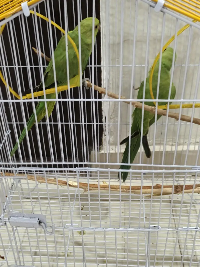 Green parrots pair Rigneck — photo 2