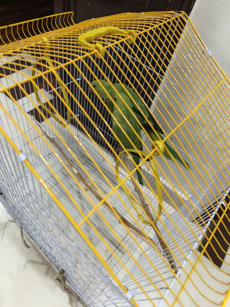 Green parrots pair Rigneck — photo 3
