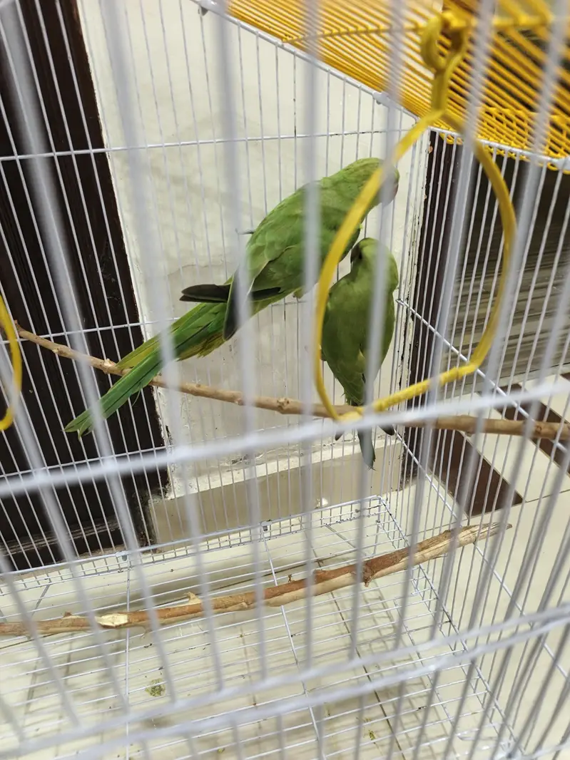 Green parrots pair Rigneck — photo 4