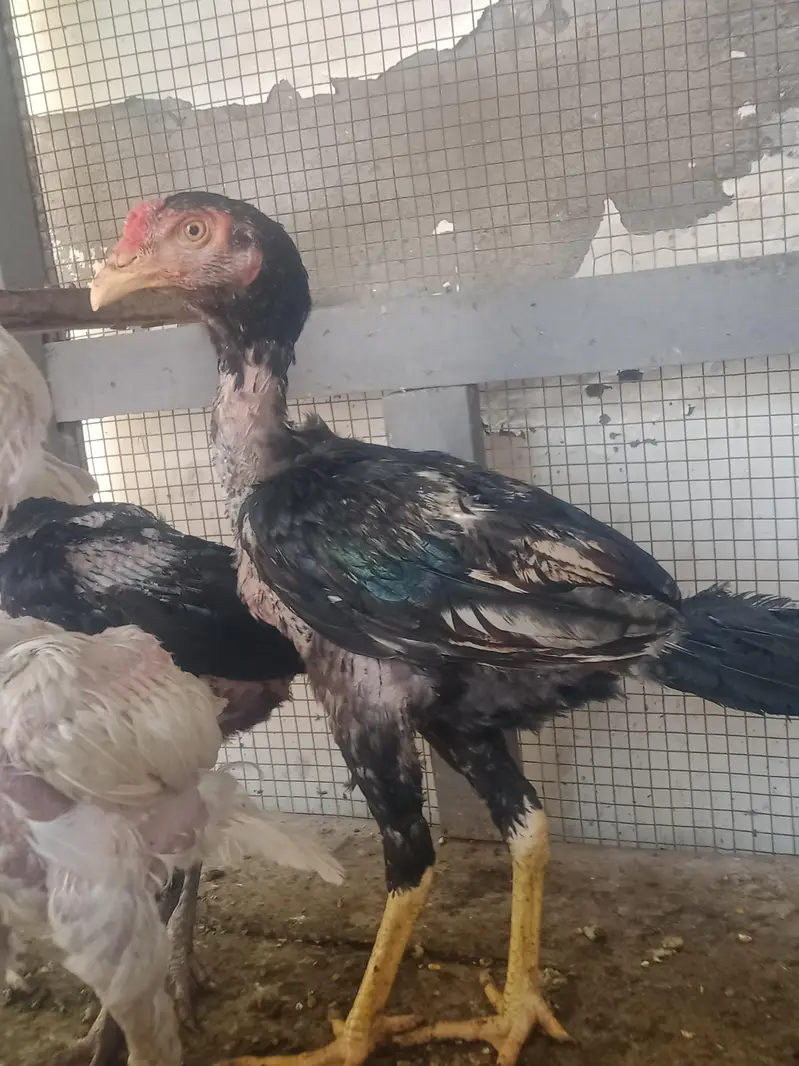 aseel chicks — photo 2
