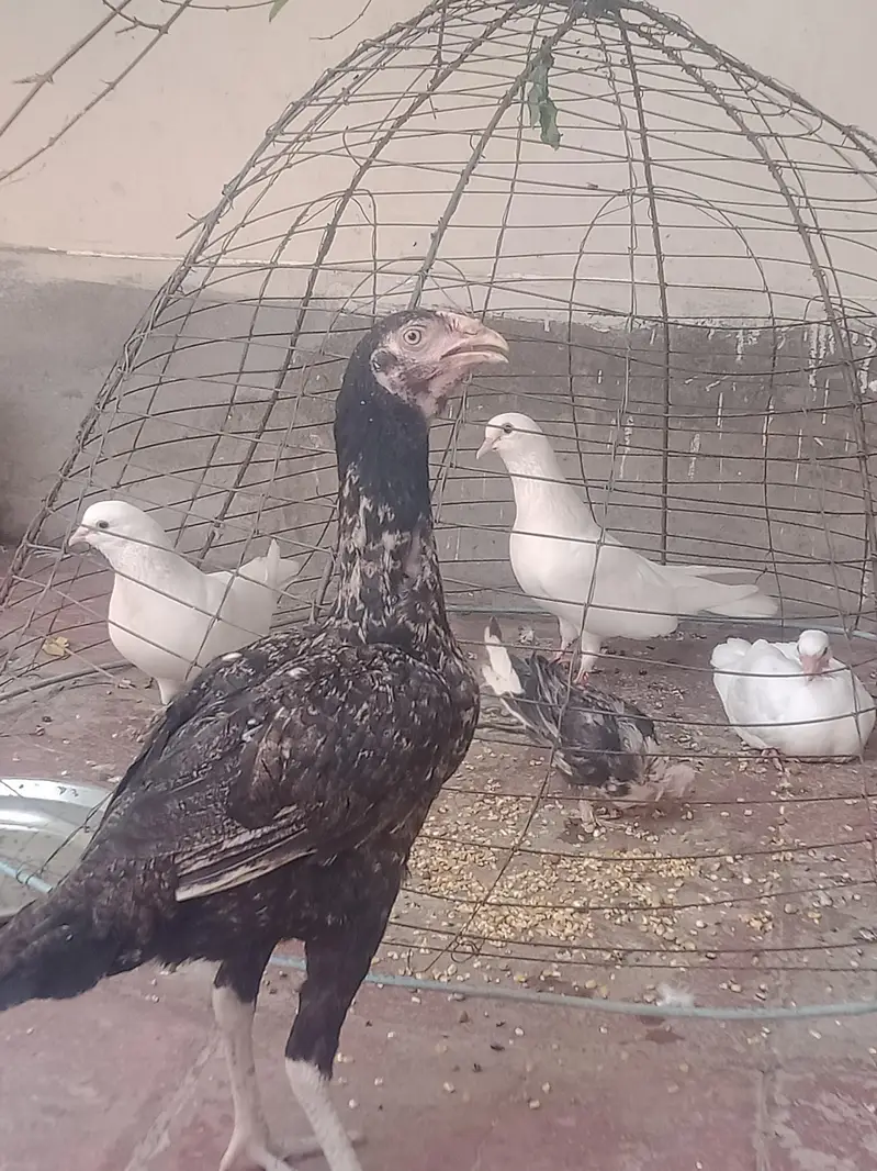 aseel chicks — photo 3