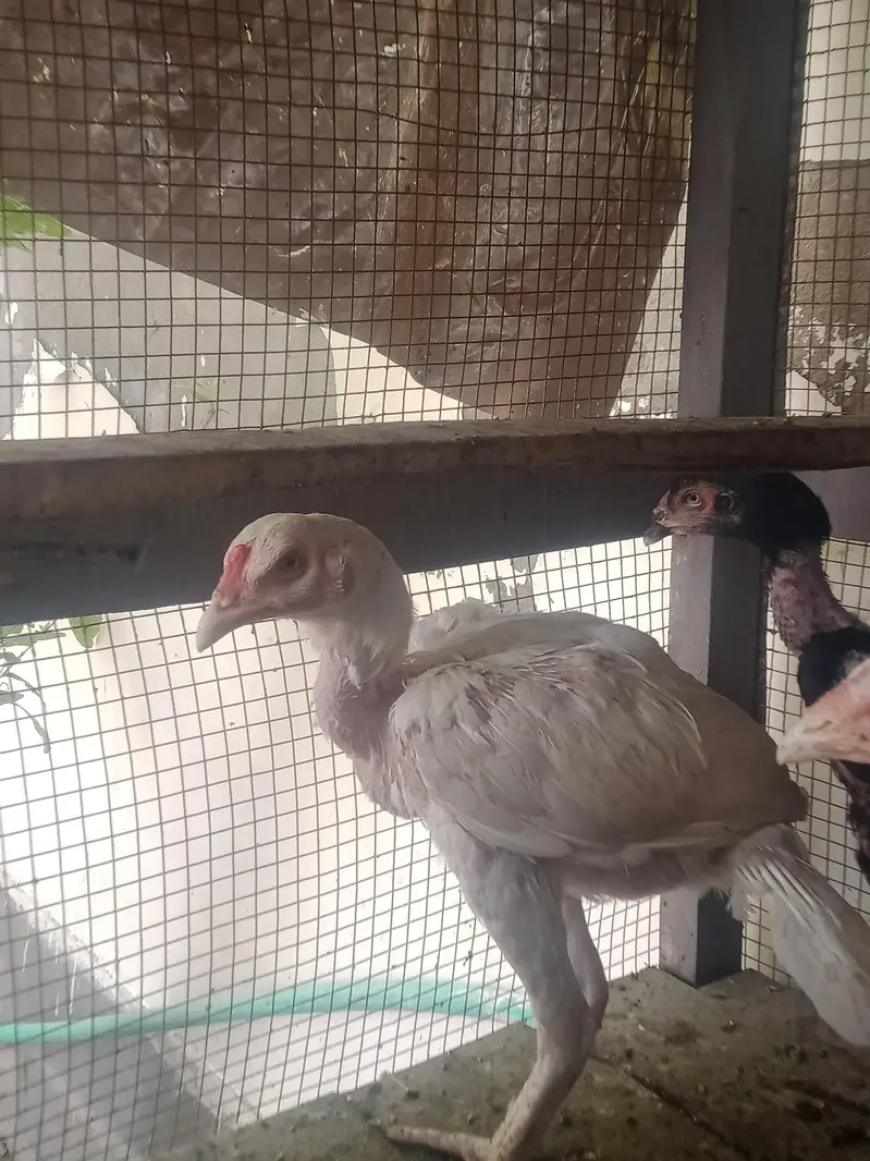 aseel chicks — photo 4