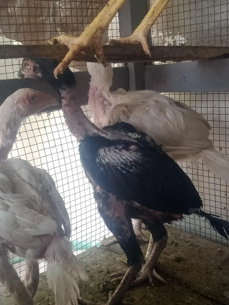 aseel chicks — photo 5