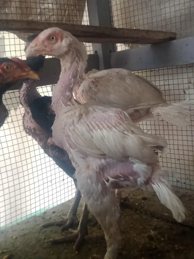 aseel chicks — photo 6