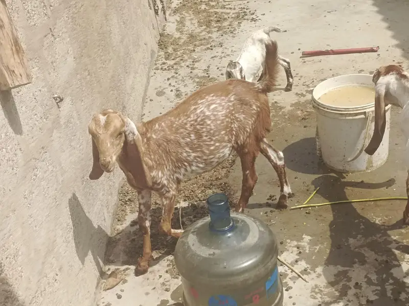 All setup for small makhi cheni — photo 4