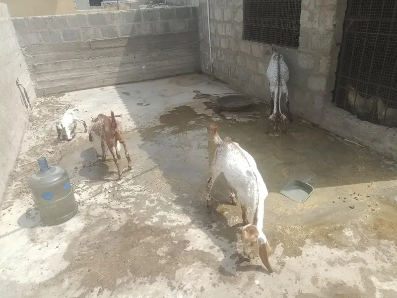 All setup for small makhi cheni — photo 5
