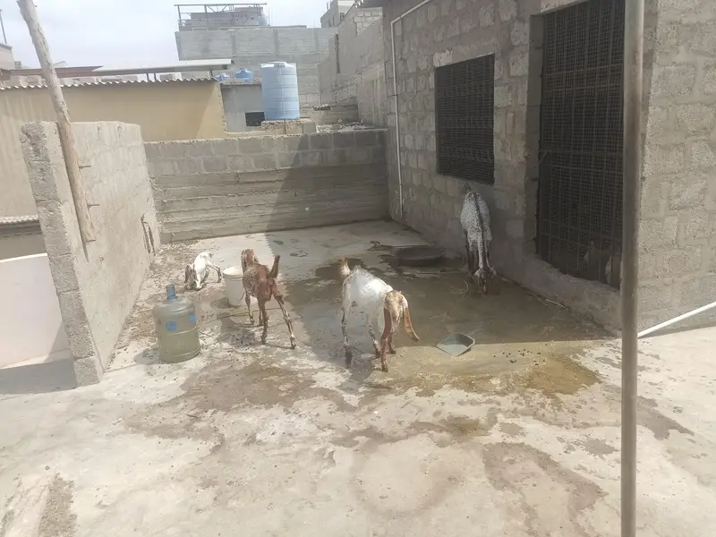 All setup for small makhi cheni — photo 8