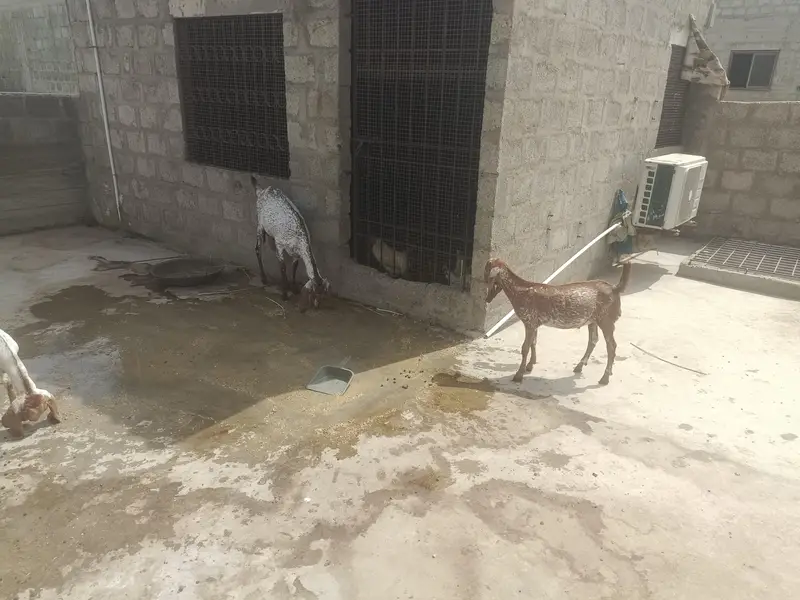 All setup for small makhi cheni — photo 10