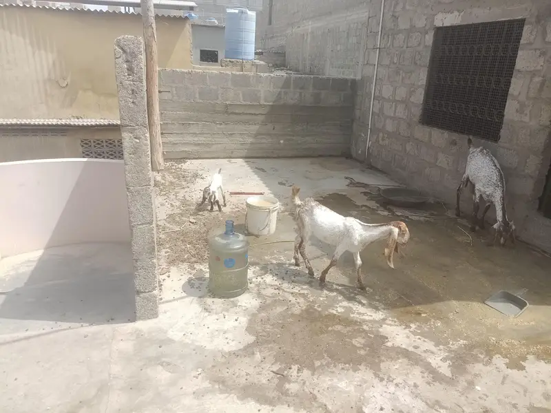 All setup for small makhi cheni — photo 12