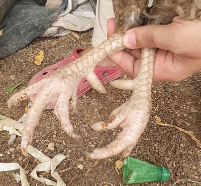 aseel pair for sale