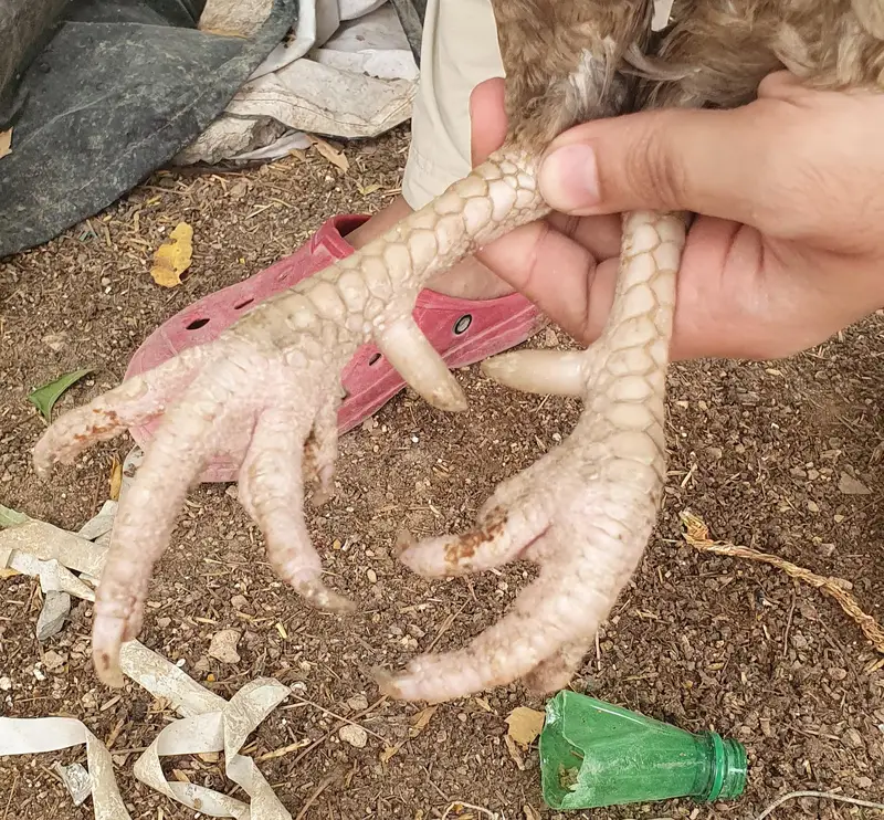 aseel pair for sale
