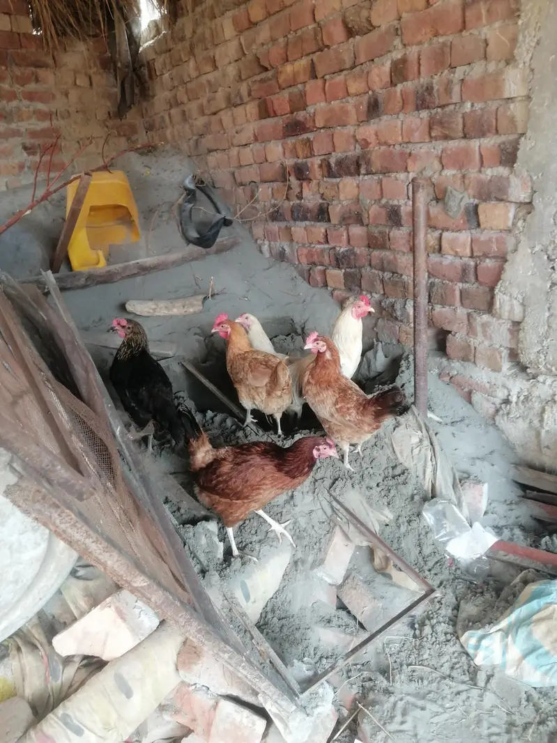 Desi egge laying hens eggs ki gurenty